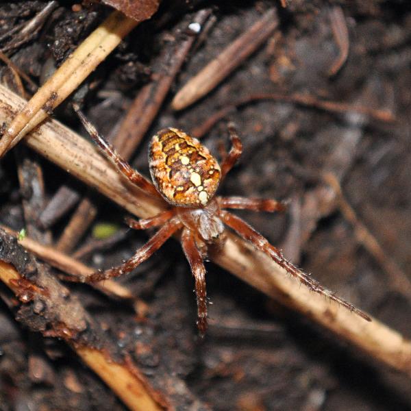 Photo of Araneus diadematus by <a href="http://www.coffinpoint.ca/">Paul Westell</a>